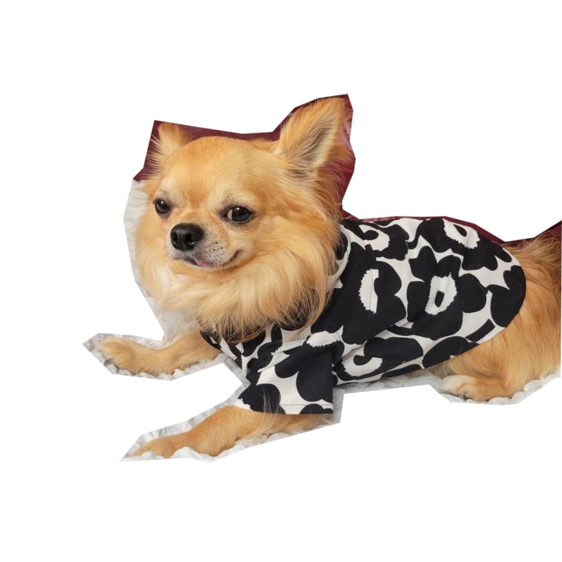 dog24
