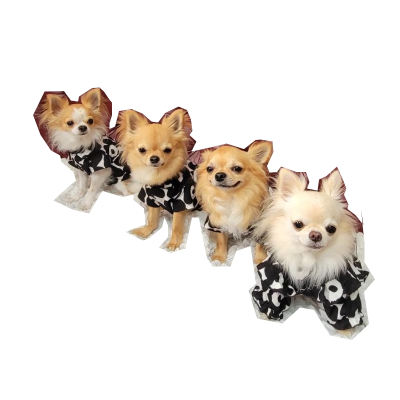 dog24