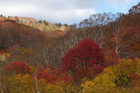 酸ヶ湯温泉紅葉