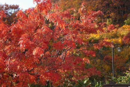 酸ヶ湯温泉紅葉ななかまど